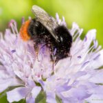 desktop wallpaper steinhummel