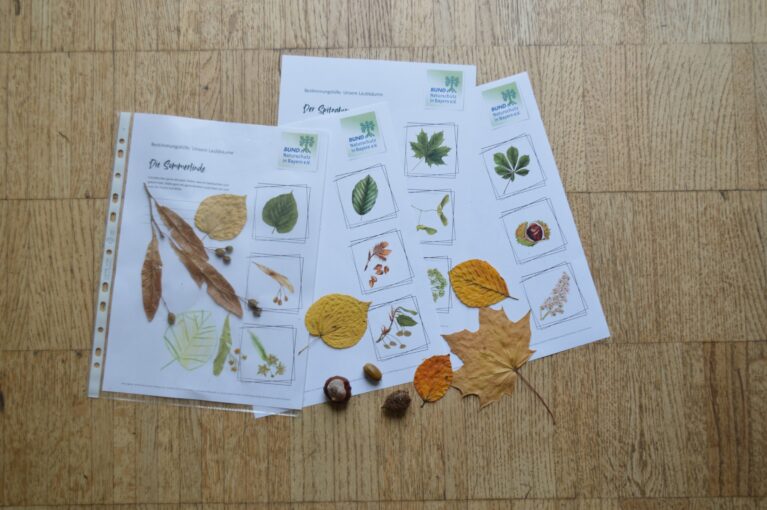 bestimmungshilfe laubbäume i