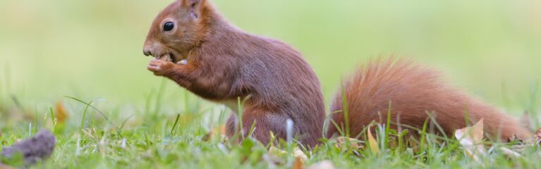 Eichhörnchen beim Futtern