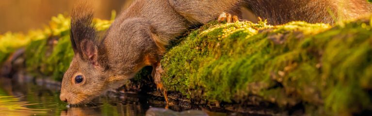 Trinkendes Eichhörnchen