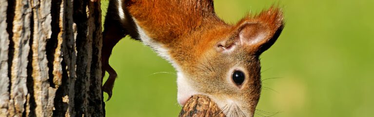 Eichhörnchen mit Walnuss