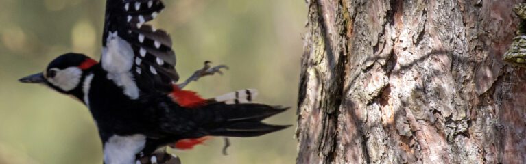 buntspecht im flug sonja kreil large