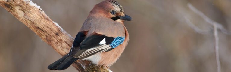 eurasian jay sits on an oak branch covered with snow in a forest park on the first day of winter.