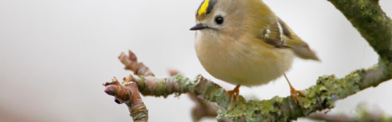 goldcrest (regulus regulus) on branch, the netherlands