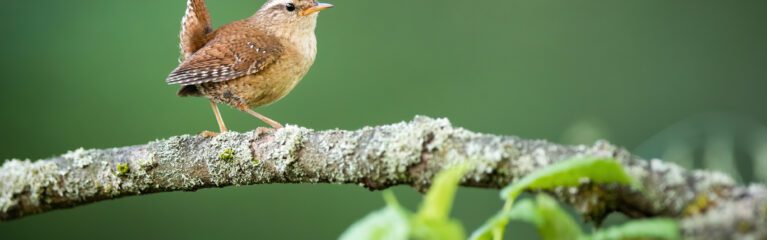 eurasian wren walking on tree in summertime nature