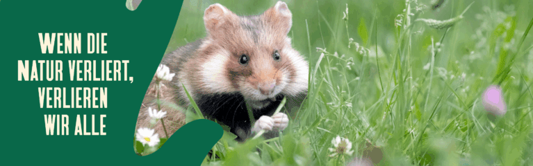 feldhamster grün en