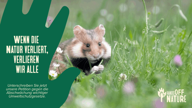 feldhamster grün en