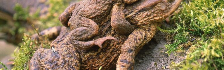 bufo bufo wolfgang willner