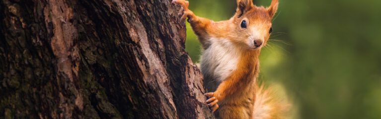 cute young red squirrel in a natural park in warm morning light.