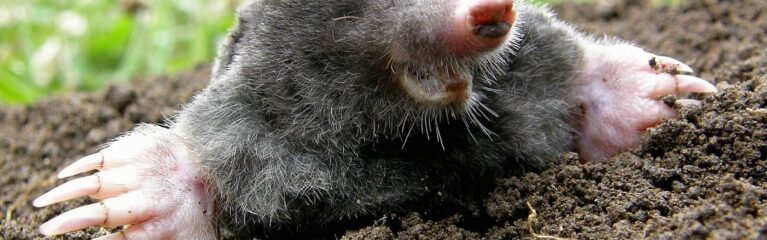 maulwurf santia3 adobestock