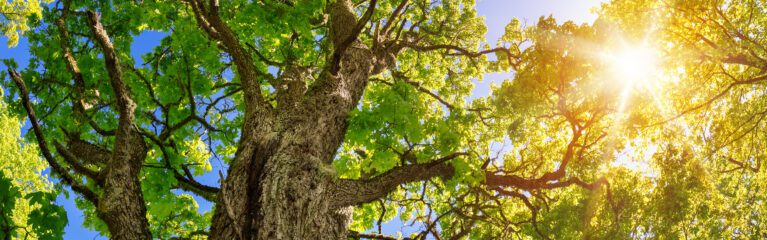 tree foliage in morning light