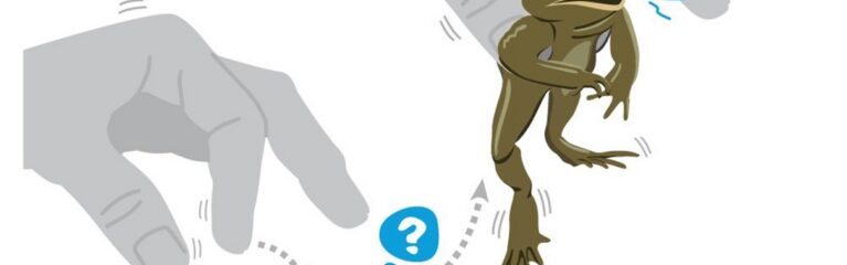 erdkröte marco fischer grafischer.com