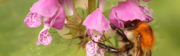 ackerhummel