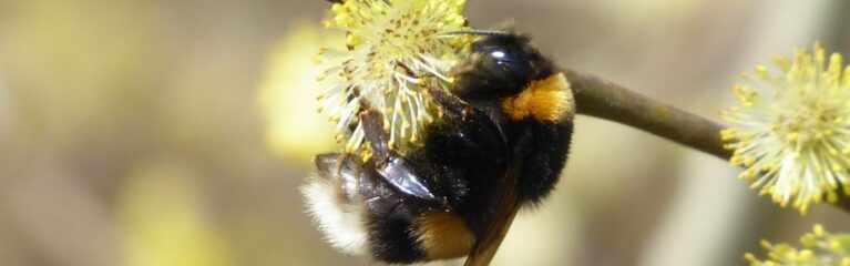 erdhummel salweide muth martin 2021