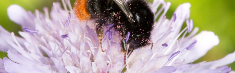 steinhummel acker witwenblume johannes selmansberger