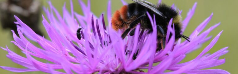 steinhummel wiesen flockenblume johannes selmansberger