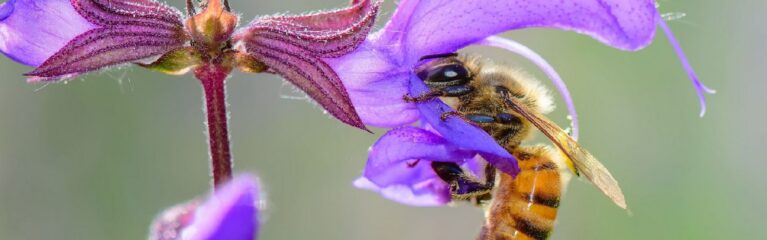 wiesensalbei honigbiene michelangeloop adobe stock