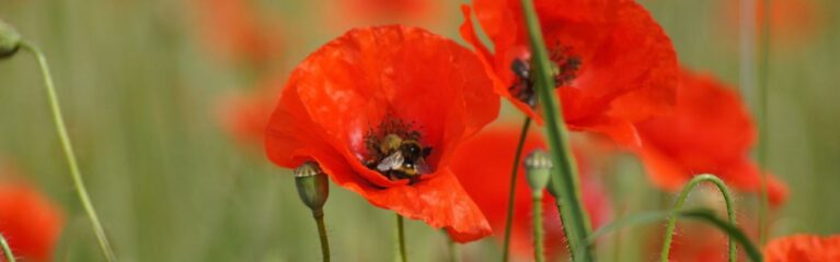 csm klatschmohn zeralein adobe stock
